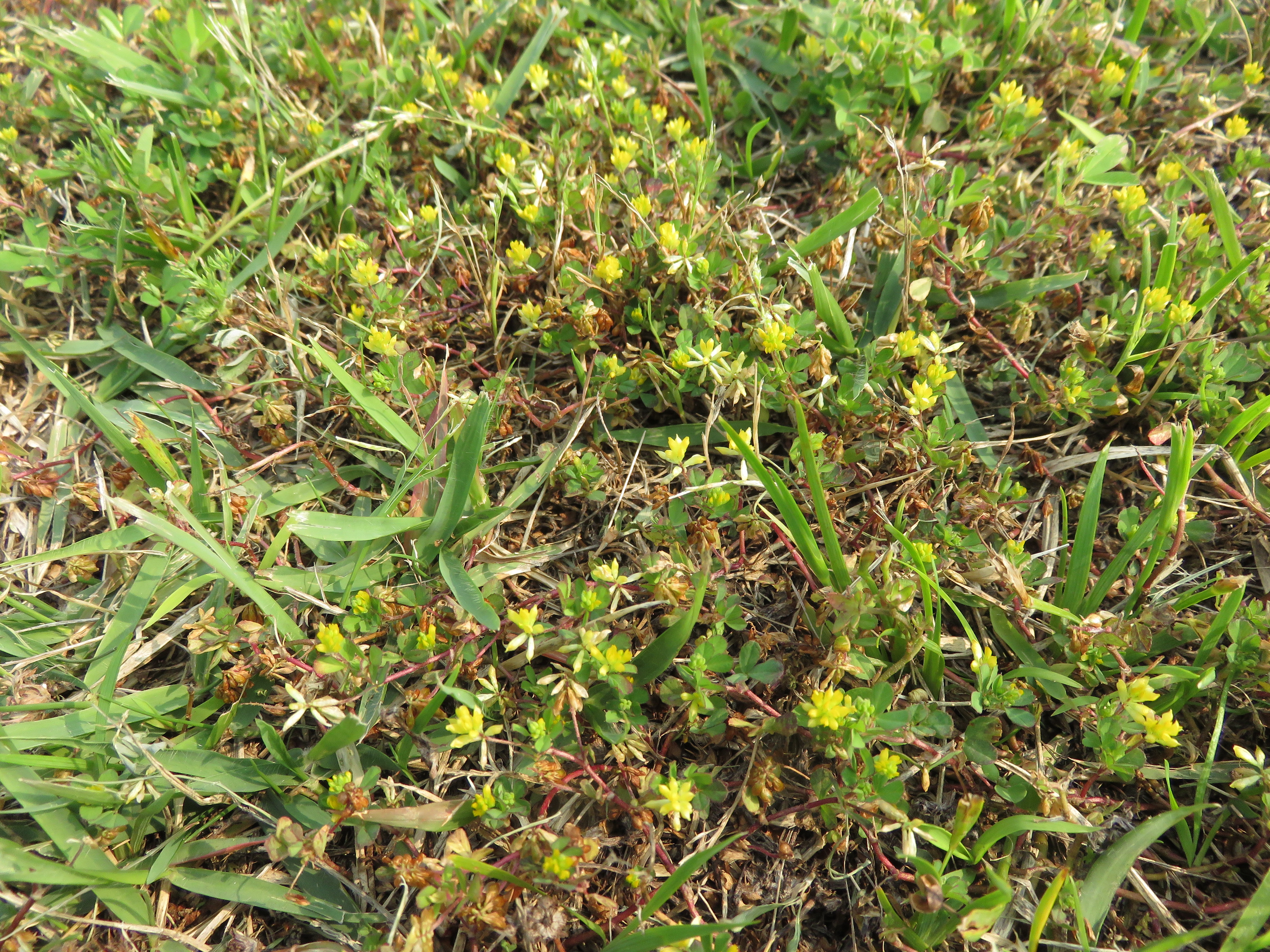 メリケントキンソウ(外来植物)のトゲに注意の画像その1